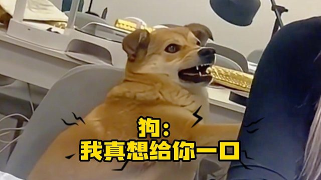 狗狗已经相当烦躁了，你还不走！