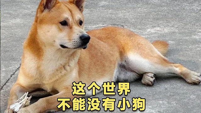 这个世界不能没有小狗