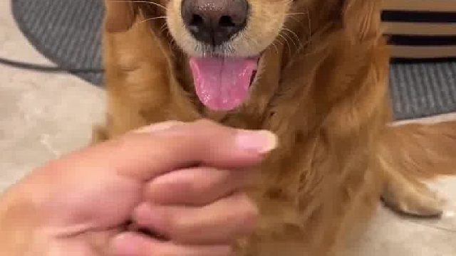 开始狗子还以为自己是幸运星…