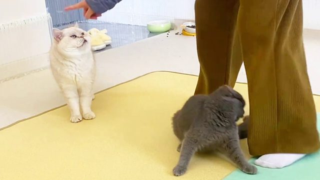 无意间拍下的一幕，被抓个正着