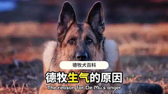 这些生气的原因，你家德牧有吗？