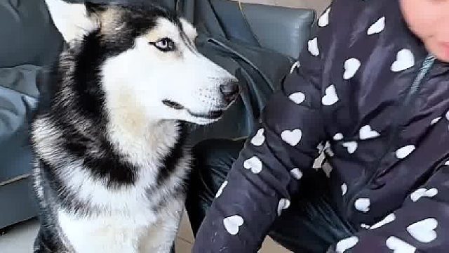 狗：你是真的贱！