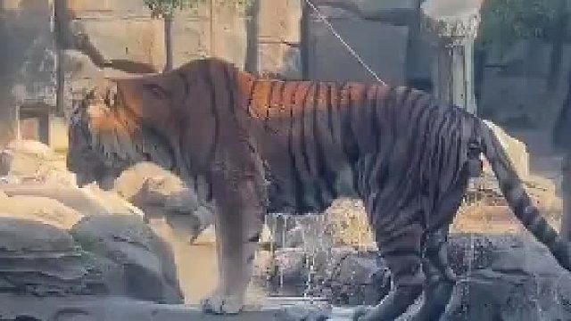 人不一定打得过小老虎