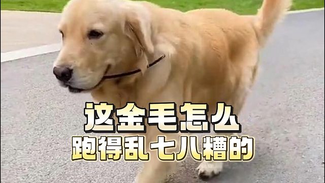 跑步会“换挡”的金毛，你见过吗？