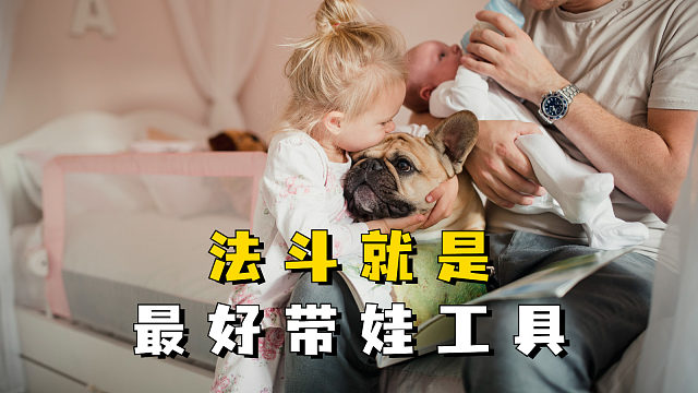 自从养了法斗以后，带娃轻松百倍！