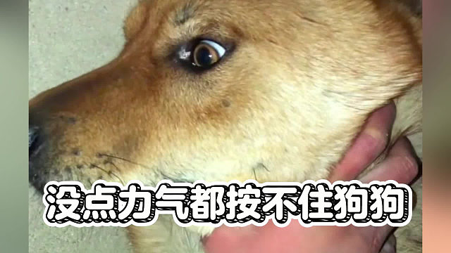没点力气都按不住狗狗，有些崩溃