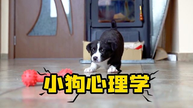养狗人，一定要学会小狗心理学