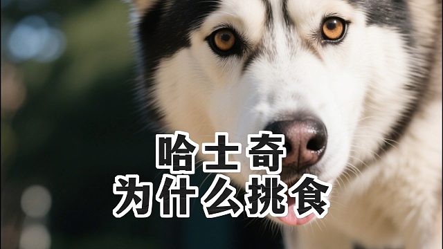 哈士奇为什么挑食哈士奇吃饭不积极，挑食原因是什么