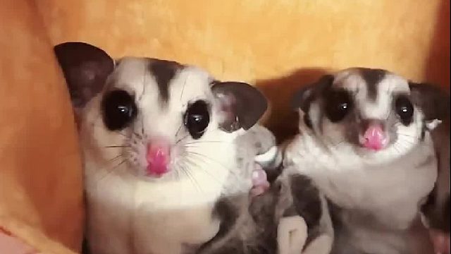 不好意思啊，来串门没打招呼吓到你们了