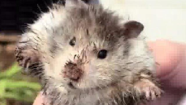 鼠鼠我啊 被抓到啦