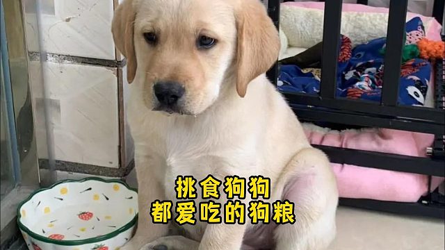 狗狗挑食怎么办？选对狗粮让它大口吃！