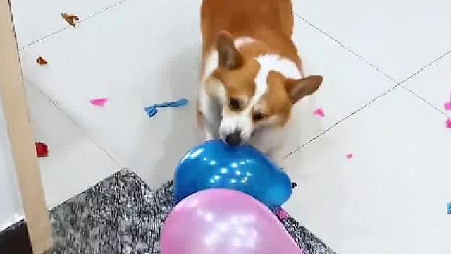 一口一个嘎嘣脆