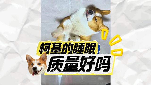 本想买只柯基看家，结果它整天睡大觉