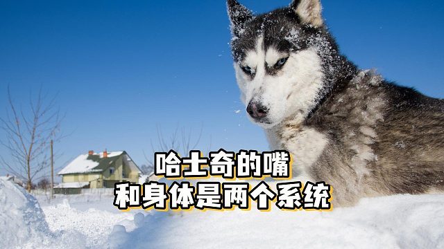 众所周知，哈士奇的嘴巴和身体是两个系统的