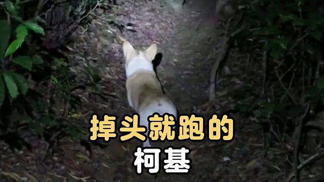 柯基：大家要相信科学，我先走一步了