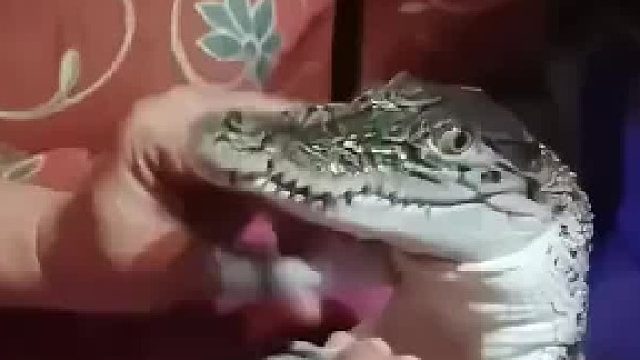 好小众的宠物，小鳄鱼爱洗澡的原型吧