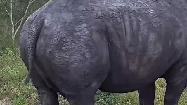 至少20斤的一泡屎。