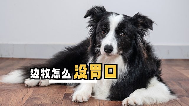 边牧对爱吃的东西不感兴趣，是怎么了