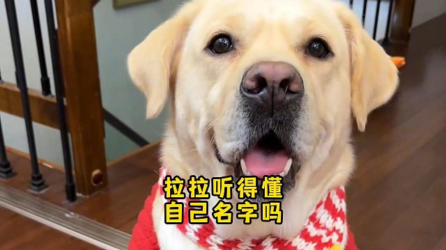 拉布拉多能听懂自己的名字吗？没问题！