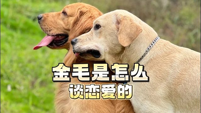 金毛是怎么谈恋爱的？90%的人都不清楚！