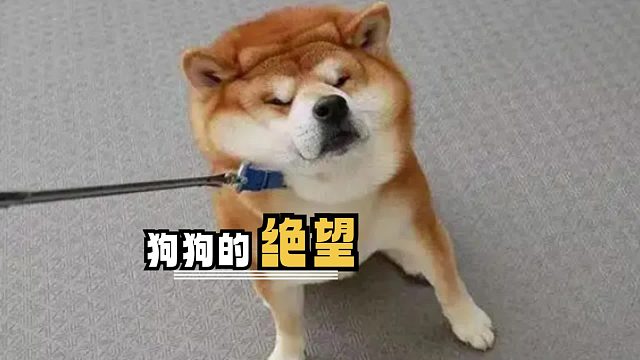 远在天边，近在眼前，为什么要这样对狗狗