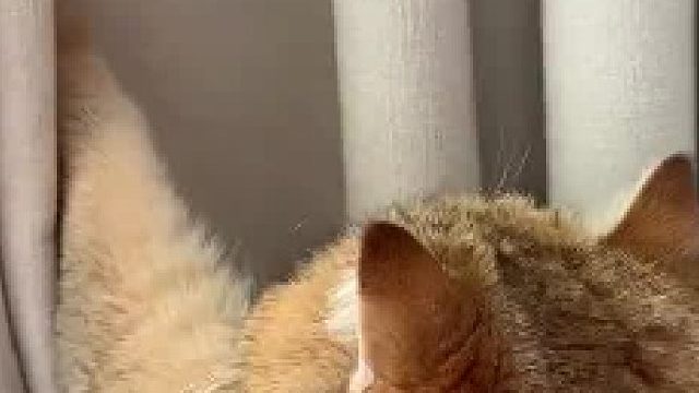 这就是你招惹蜜蜂的下场