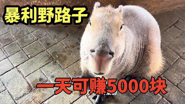一条暴利野路子，一只投资5000元，一天回本，来钱快不愁销！