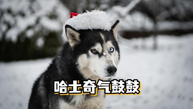 连生气都这么有个性，一惊一乍的