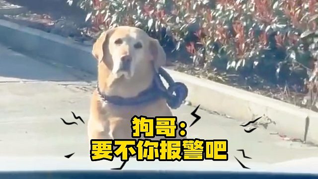 与其在车上滴滴滴，不如下车嘬嘬嘬！