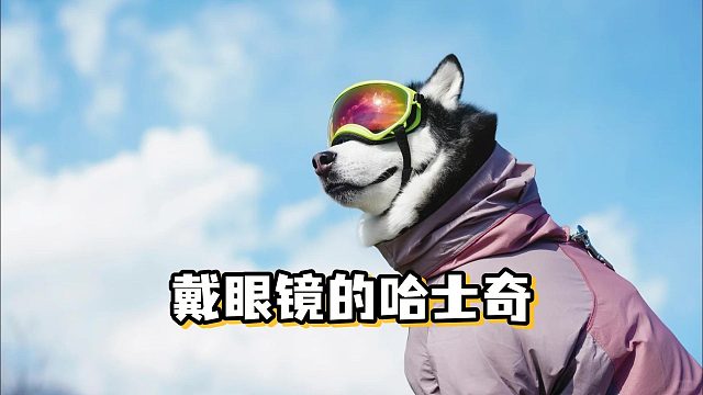 哈士奇戴眼镜，气质直接拿捏了