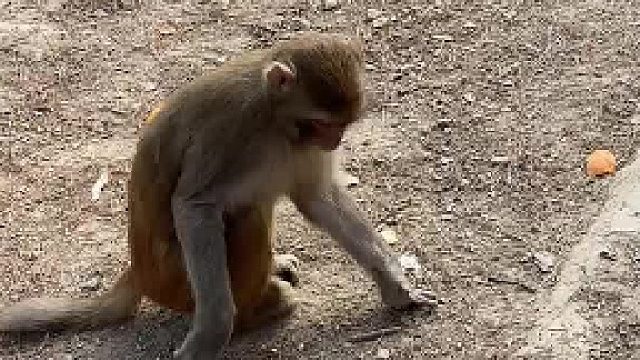 猴子：竞速图快跑啊，门都开了，我的起步呢