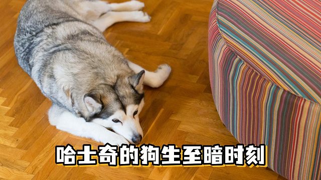 没心没肺的哈士奇，有哪些狗生至暗时刻？