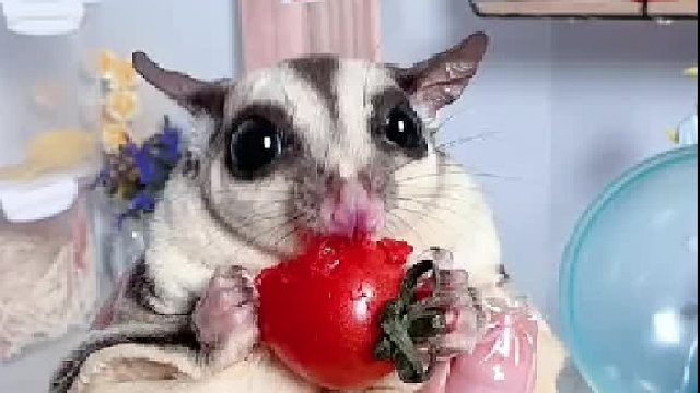 今天的快乐是由小番茄给的