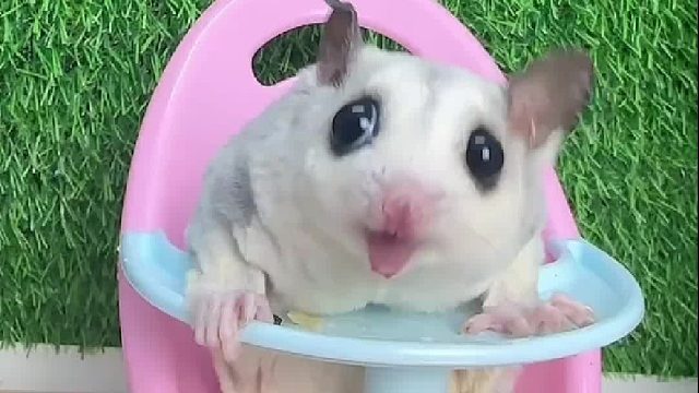 车厘子的杆杆好吃吗