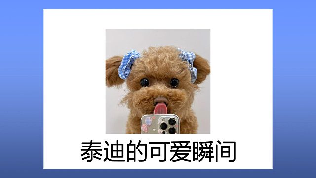 盘点泰迪的可爱瞬间，大家都是善良摇粒绒