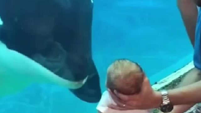 虎鲸看到婴儿的反应