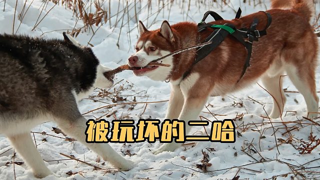 可怜的二哈，被金毛和边牧联手玩弄！