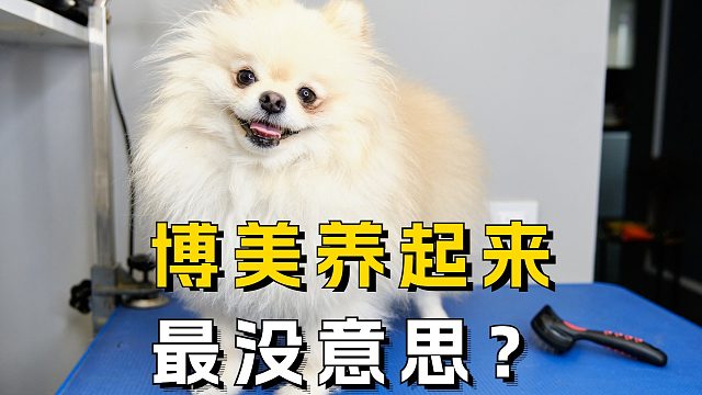 毛团子博美，简直是行走的反差萌制造机