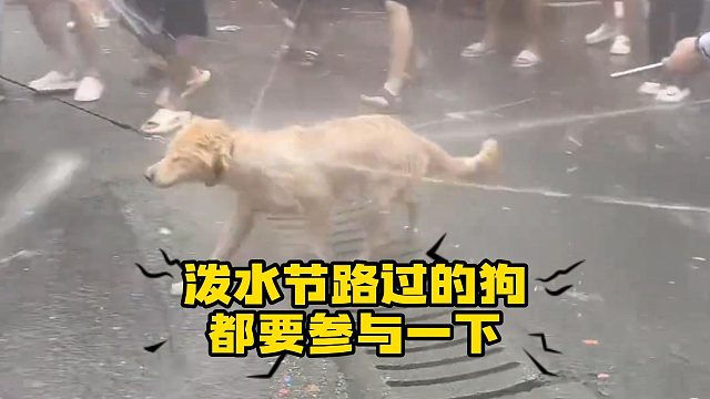 云南泼水节，狗路过也要被泼两下