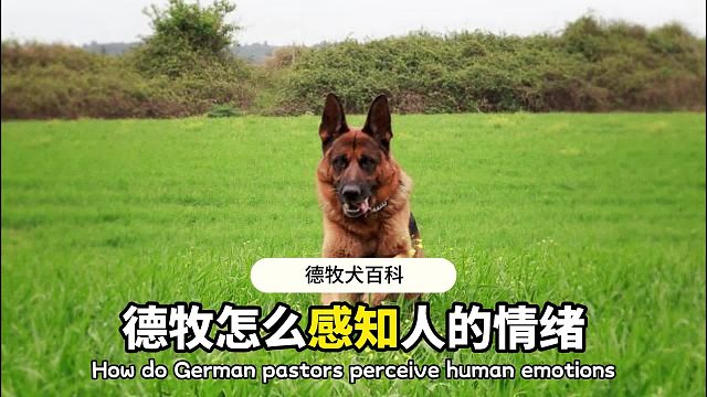 为了人类情绪的变化，德牧能察觉到？