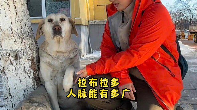 漠河拉布拉多大抹布，人际关系也太广了