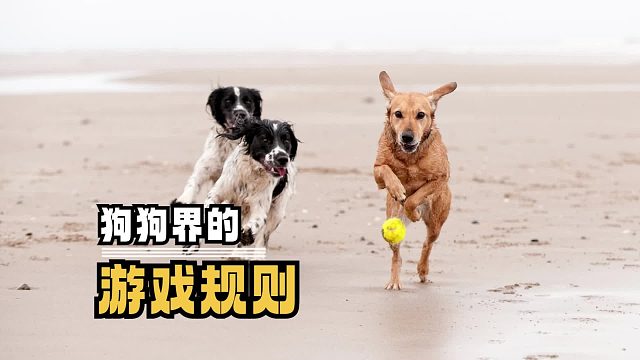 不会有任何一只狗狗，能拒绝这个游戏