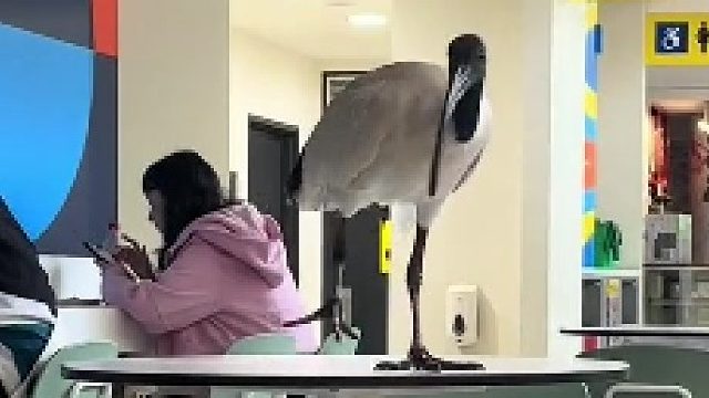 咱们的学校的动物是真的没有边界感_