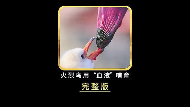 火烈鸟真的用“鲜血”哺育雏鸟吗？什么原因让它们的羽毛呈粉红色