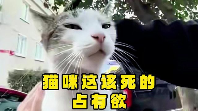 占有欲好强的猫咪，这不把它薅回家