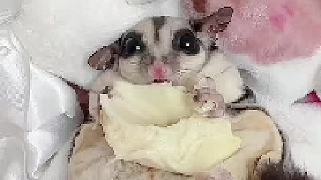 软软糯糯的榴莲