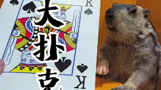 打扑克吗？比你脸还大的那种噢！