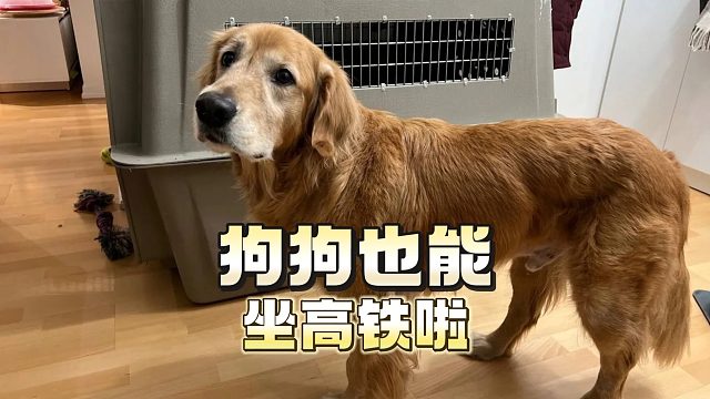 好消息，猫猫狗狗也能坐高铁啦！