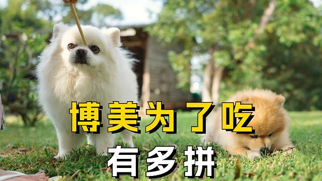 吃货无罪！博美为美食奋身的时刻