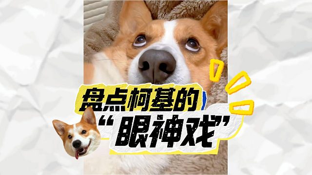 养了柯基才知道，它的小眼神超有戏